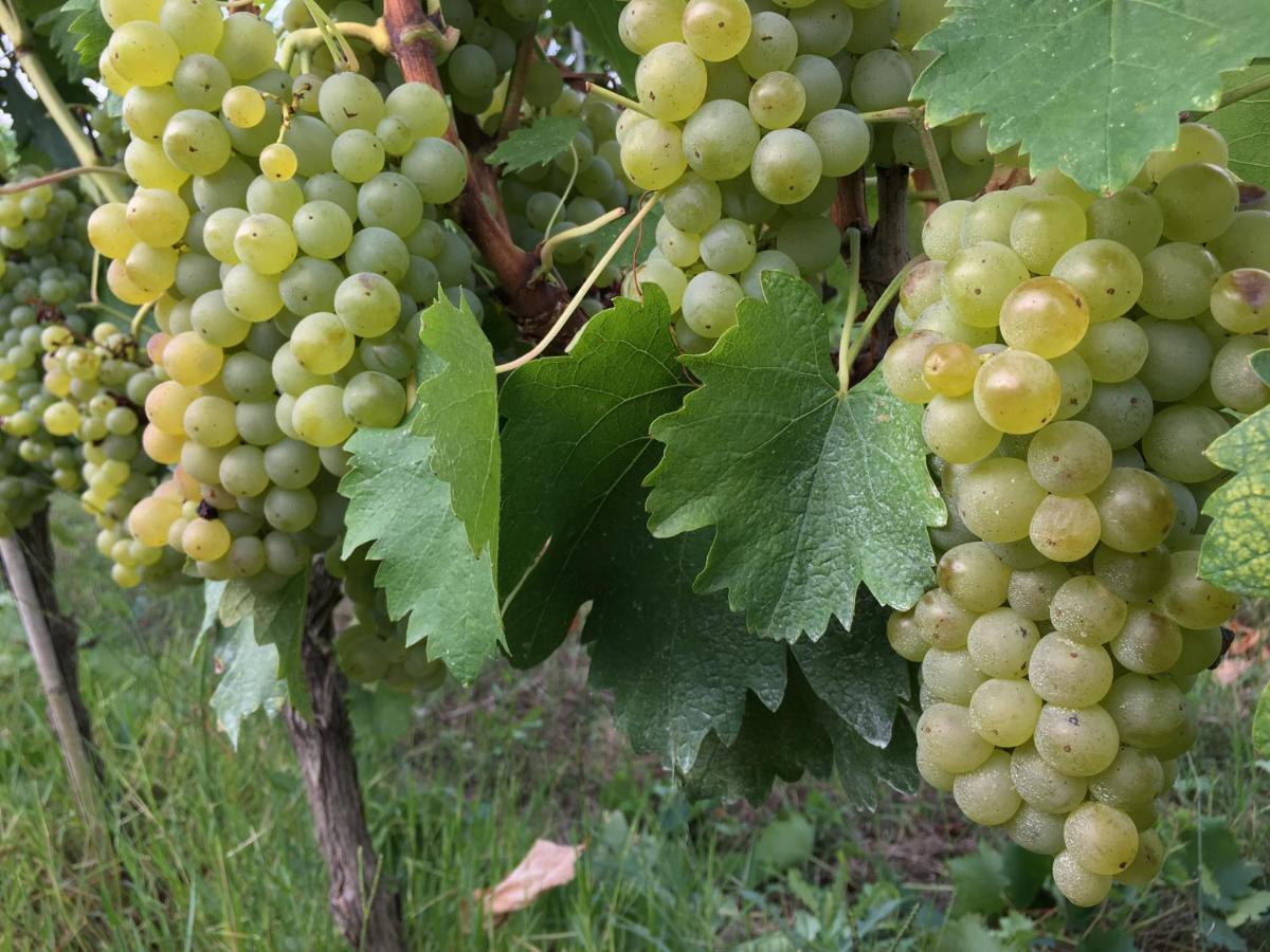Tenuta Guardastelle - Agriturismo And Vineyard ซานจีมิญญาโน ภายนอก รูปภาพ